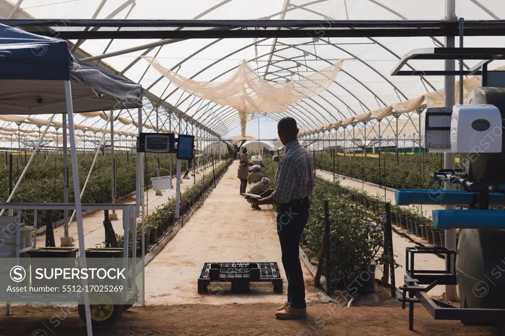 Side view of man using digital tablet in blueberry farm