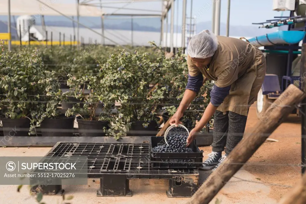 Worker taking blueberries from crate in blueberry farm