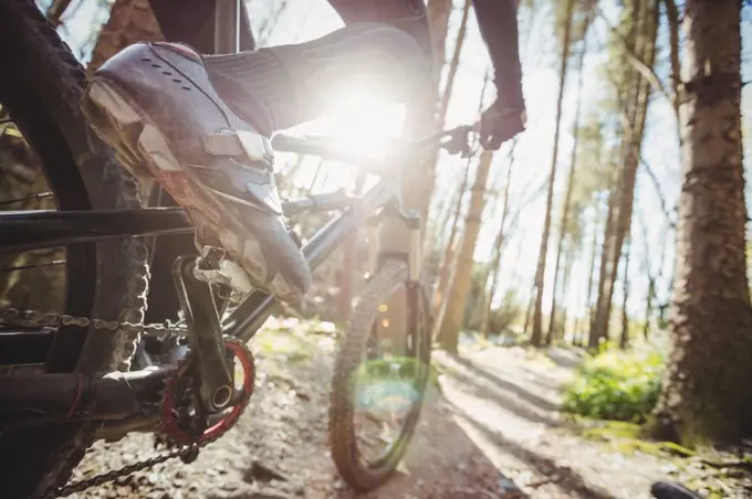 Low section of mountain biker riding in forest