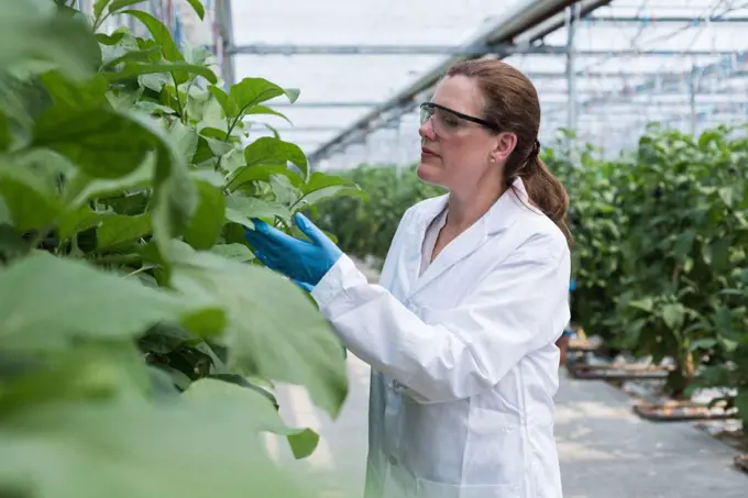 Female scientist checking plants in greenhouse