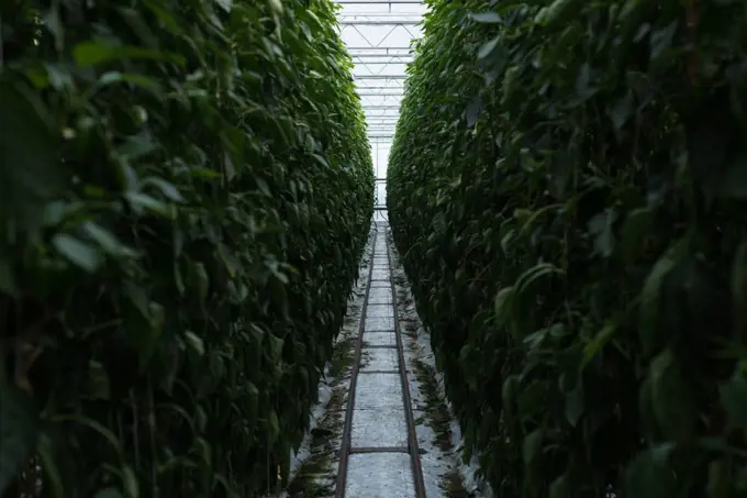 Narrow path passing through the plantation in greenhouse