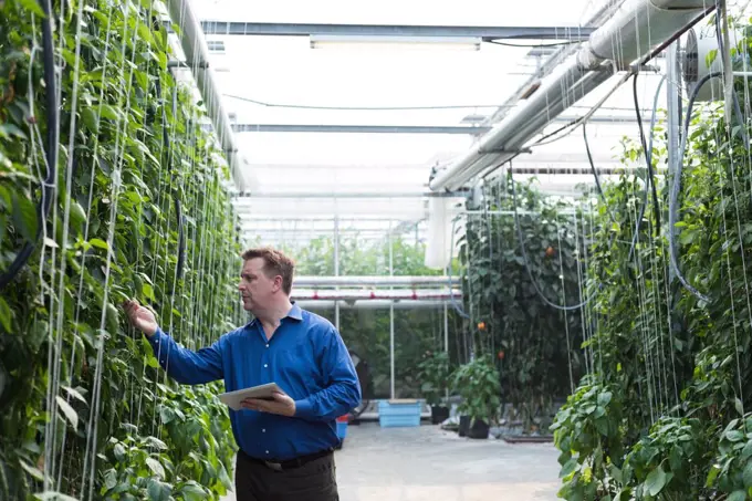 Man with digital tablet examining the plants in greenhouse