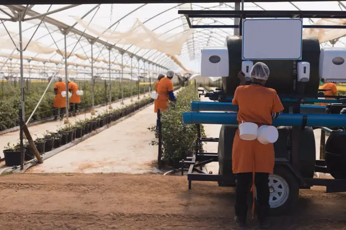 Workers working in modern blueberry farm