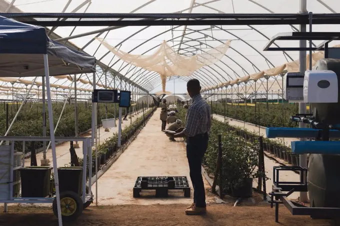 Side view of man using digital tablet in blueberry farm