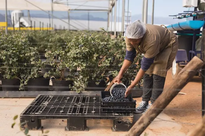 Worker taking blueberries from crate in blueberry farm