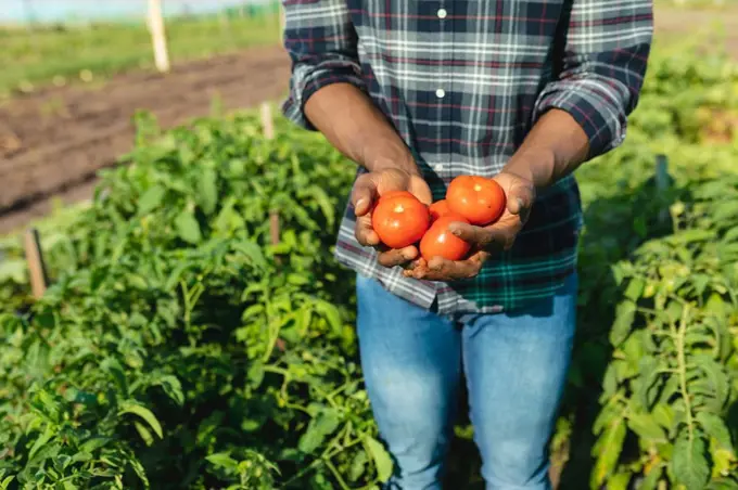 Midsection of african american mid adult male farmer holding tomatoes while standing amidst plants. nature, harvesting, unaltered, healthy food, farmer, organic farm and farming concept.