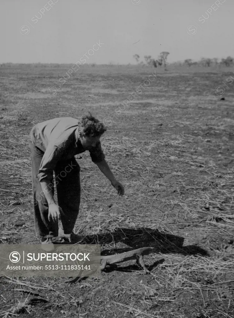 Gould's monitors East Alligator Riv. Eric Worrell. February 13, 1952.