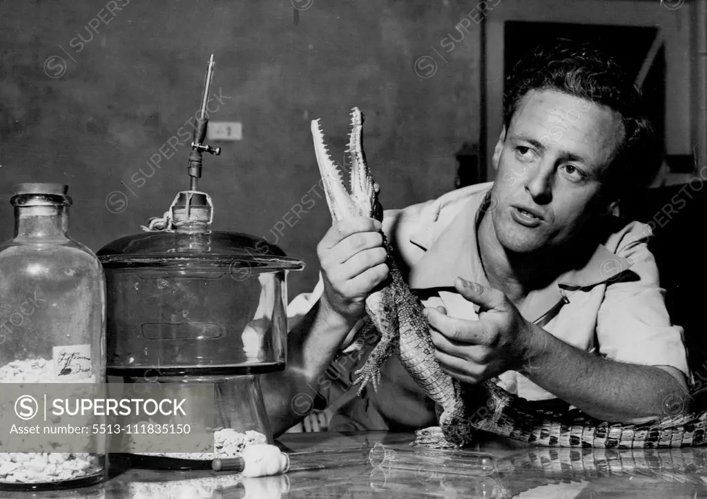 With a crocodile in one hand, Worrell explains the working of a desiccator.This dehydrates snake venom for preservation or making to scientists who know the manner in which to use it. February 13, 1952.