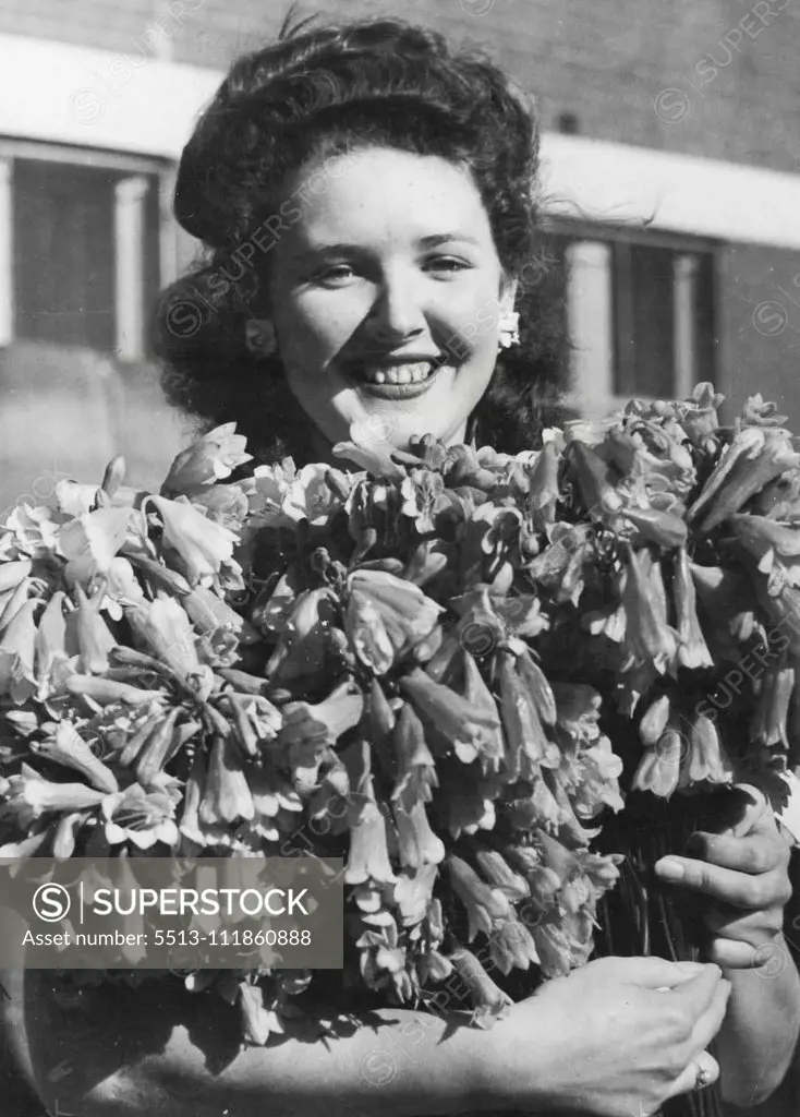 "Merry Christmas," said Gloria Bain, of Maroubra Junction, to our photographer as he snapped her with this armful of colorful Christmas bells in the flower market today. There has been a rush on bells and Christmas bush. December 19, 1947.