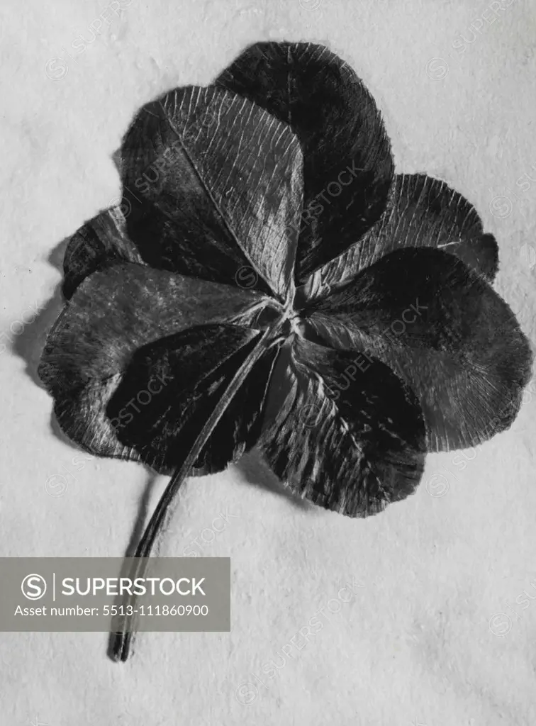 Clover - Flower. October 25, 1943.