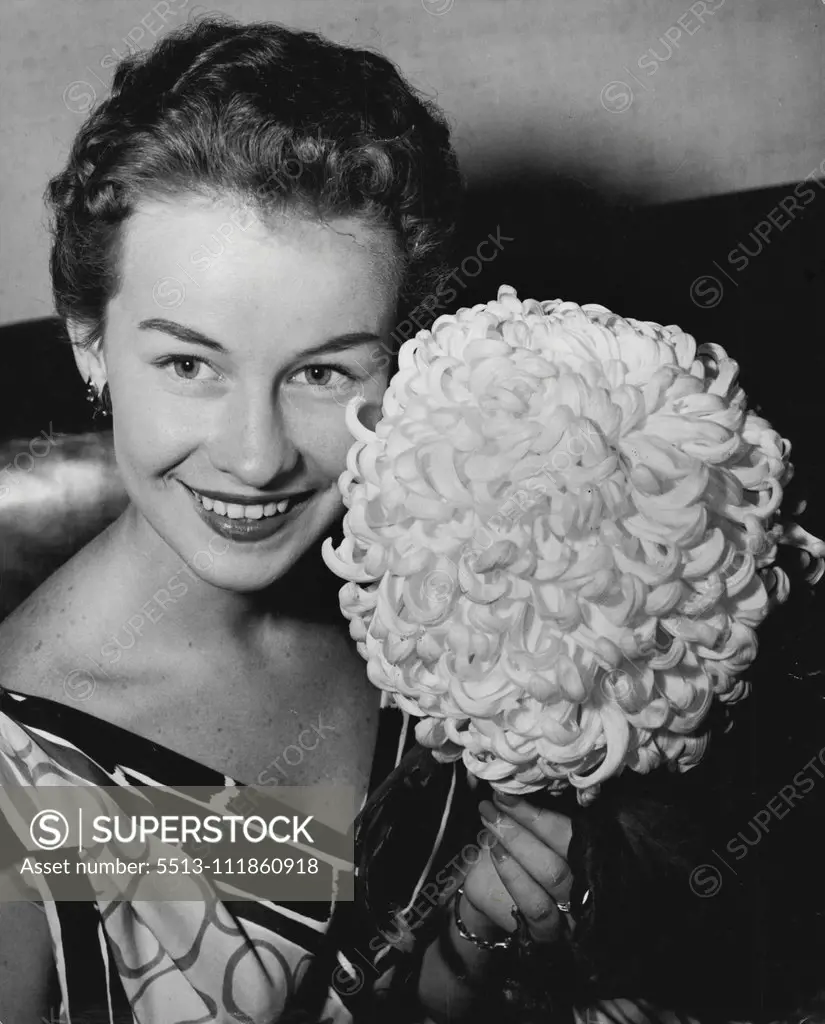 Champion. Lydia Kennedy, 19, of Penshurst, admires an outsize chrysanthemum at a David ***** Jones' exhibition.The bloom, grown by T. A. Jones at Hobart, won the grand championship ***** at the exhibition. It is nine inches across. April 29, 1955.