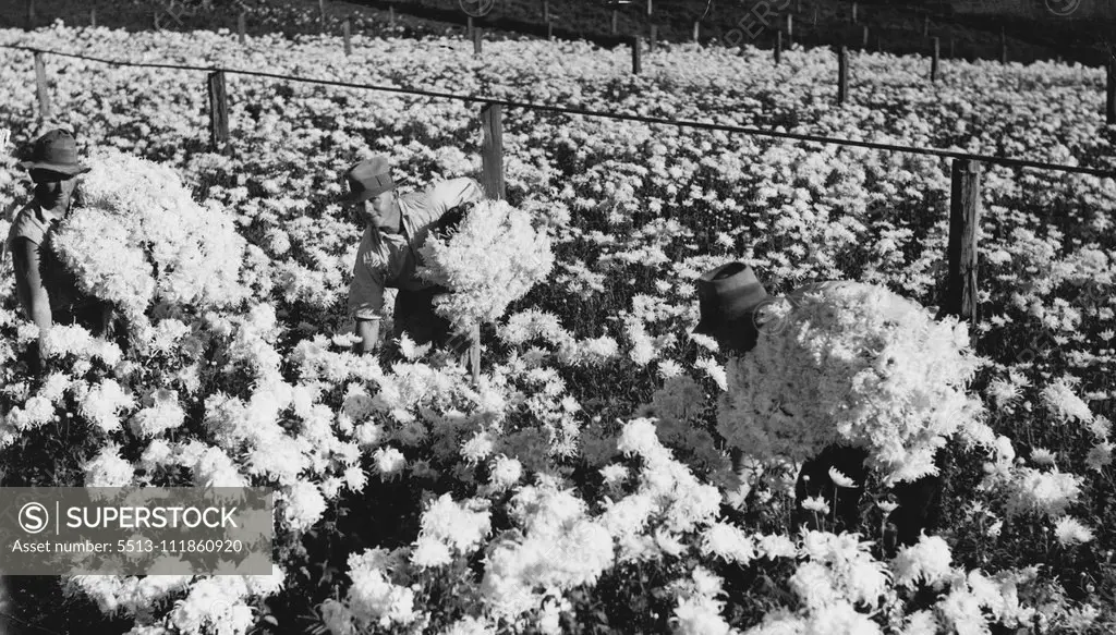 ***** white chrysanthemums being ***** at ***** for mothers day. May 29, 1939.