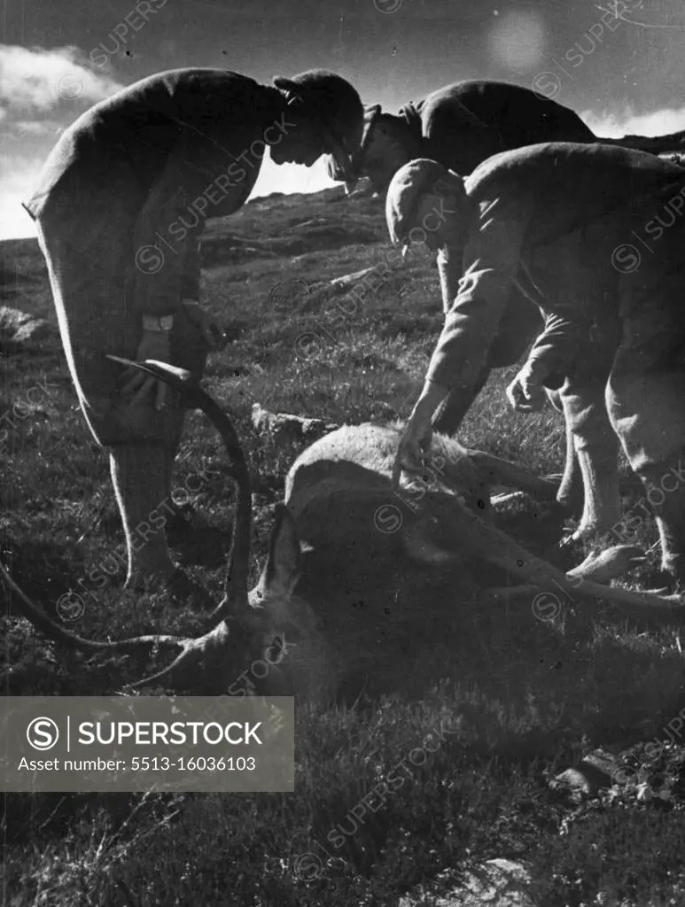 The fallen Stag. The stalker shows the shooter where the bullet went, straight through the heart. January 29, 1944. (Photo by Paul Popper).