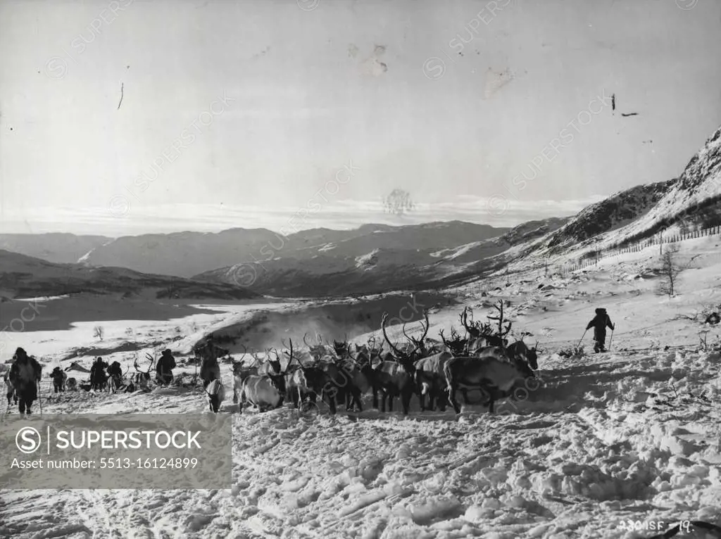 Across the trackless snows of Lapland the reindeer herd accompanied by the pursuers make their way. A scene from "Valley of Eagles" starring Jack Warner, Nadia Gray and John McCallum, an Independent Sovereign production, produced by Nat Bronsten and directed by Terence Young. After seven week's location in Norway and Sweden the film was completed at Pinewood Studios. September 20, 1952. (Photo by Norman Gryspeerdt, J. Arthur Rank Organisation Ltd.). 