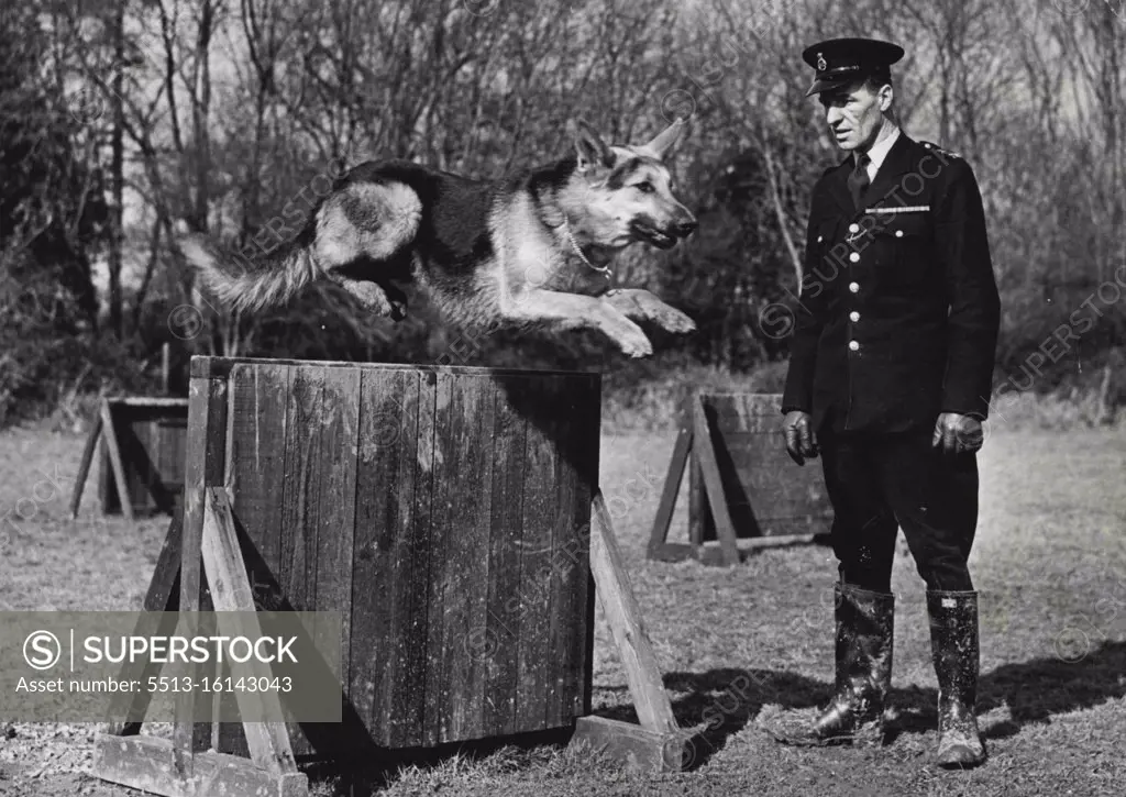 A Canine "Cop" -- "Harvey" a magnificent Alsatian seen being put through his paces at the Keston Training School, while his handler P.C. Brown of Uxbridge, looks on approvingly. On his first duty, Harvey made an arrest and now has four to his credit. One answer to the shortage of manpower in the Metropolitan Police Force, is the employment of dogpower - and answer which has given every satisfaction. These now famous police dogs perform a variety of duties, their main job being to detect and detain criminals, but they are also trained for security work, and to assist their handlers on ordinary beat duties, in the recovery of stolen property, Anti-Hooliganism and also, by their more presence in an area, as a deterrent to crime. March 08, 1955. (Photo by Fox Photos).