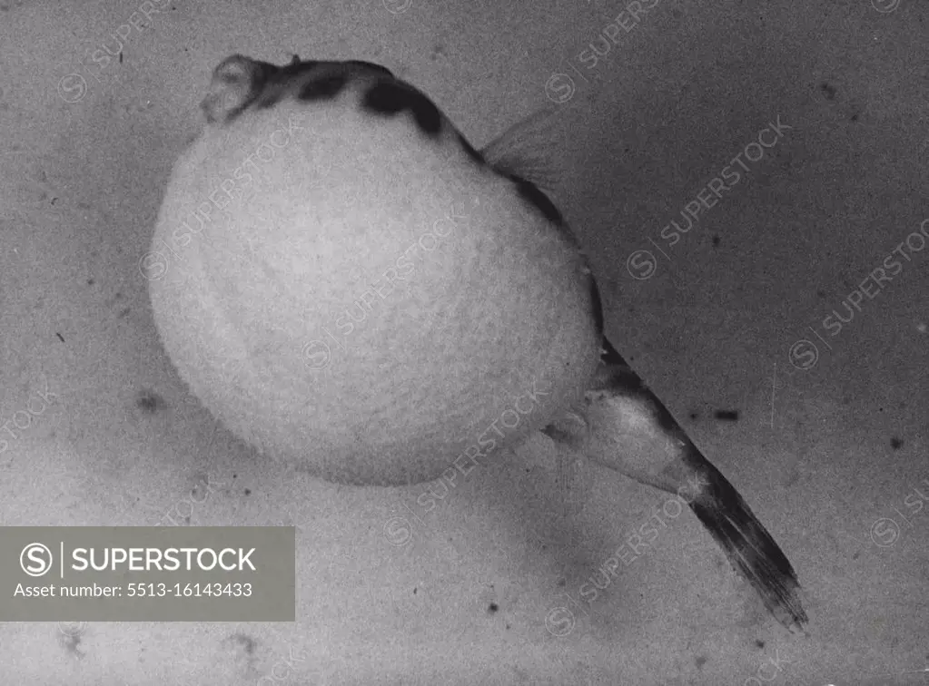 Swell Protection : The Puffer fish, swollen almost to bursting point, when danger has passed the fish returns quickly to its normal size. The puffer or globe fish (belonging to an order related to the perches) has many strange attributes and undoubtedly the most astonishing of these lies in its ability to swell itself out to an extraordinary size as a protective measure. On being attacked or anticipating danger the puffer swallows either water or air until the body is blown out like a balloon, thus becoming too large for the jaws of the bigger fish whose natural prey it is. September 01, 1953. (Photo by Paul Popper).