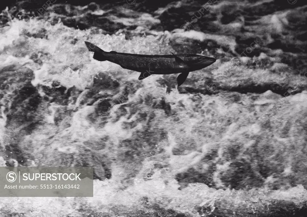 Leaping Salmon In Hampshire River On Way To Breeding Grounds : A salmon caught by the camera as it leaped through the foaming waters to clear a weir near Romsey, Hampshire, during the annual migration up the river test to the breeding grounds. The brickwork at the weir has been specially padded with sacking to prevent injury to the hundreds of fish which hurl themselves over the obstacle. November 04, 1937. (Photo by Kosmos Press Bureau (Aust.)).