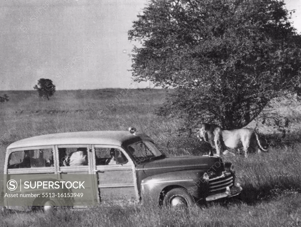 Princess Shoots A Lion (With A Camera) -- Princess Elizabeth and the Duke of Edinburgh in their station Wagon Photographing the lion from a distance of Ten Yards. This picture was taken by Len Young, A.R.P.S., in the National Game park at Nairobi. On Saturday morning H.R.H. Princess Elizabeth had a busy round of official engagements but in the afternoon she and the Duke of Edinburgh spent three hours in the National park, Nairobi, Photographing wild animals. The Princess was using her cine camera and the Duke his miniature camera. Their Royal highnesses were taken round the park by Mr. Mervyn Cowie, Director of National Parks in Kenya, and by Mr. Kenneth Beaton, Jarden of the Nairobi National park. February 04, 1952. (Photo by Paul Popper).