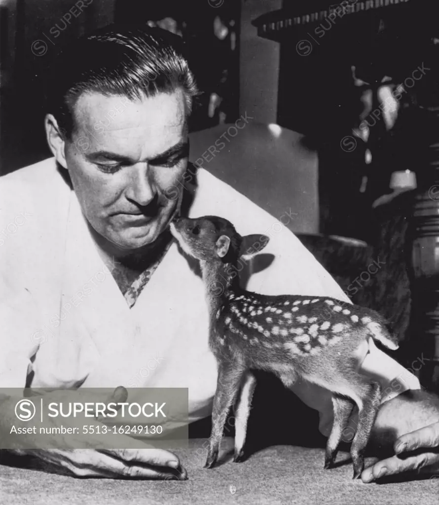 Midget Deer -- Tiny deer, a week old and only six inches tall, nuzzles face of veterinarian Glen G. Crosbie at San Diego zoo. The fawn is a Chinese Muntjac deer and when fullgrown will probably shoot up to a foot in height. August 28, 1952. (Photo by AP Wirephoto).