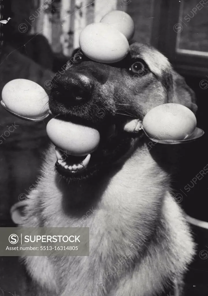 Recipe For A Party Treat: Take half a dozen eggs, two spoons and a cute young Alsatian called Lindy Lou. Do not break the eggs; do not beat Lindy Lou - just soften her with kind words. Next, place two eggs in ***** mouth (look again - there are two). Gently now, insert the spoons in her mouth between those two eggs and you have something like a yoke; Get rid of two more eggs at this stage. That leaves you with the last two eggs - and this is when success goes to Lindy Lou's forehead. To make the trick a real smasher you could now ask Lindy to bark. But her master, Ron Hodges, of Penryn, Cornwall ***** does. November 22, 1955. (Photo by Daily Mirror).