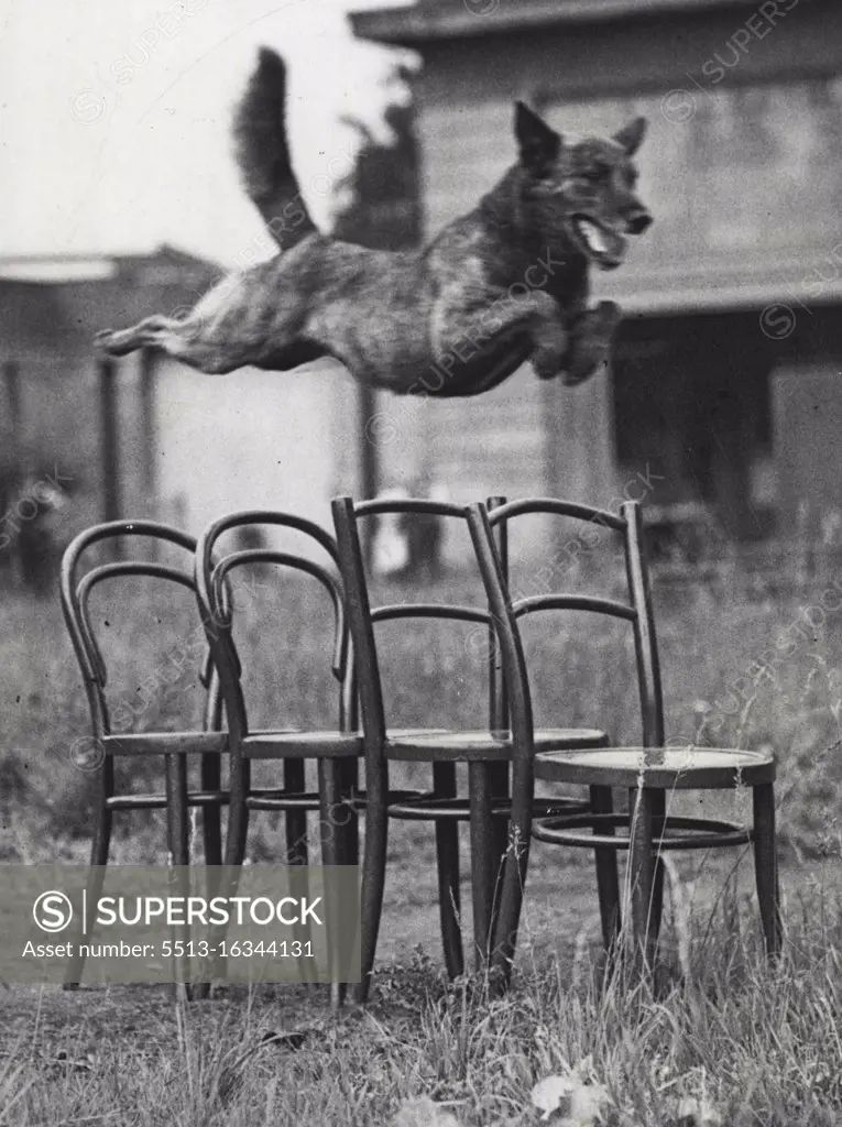 Dogs - Animals - Performing. August 19, 1936.