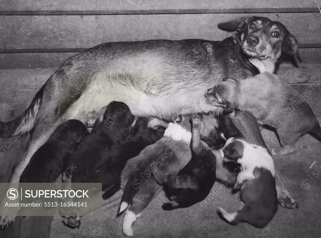 An appeal for a foster-mother for the pups was successful and found the orphans three fester brothers into the bargain. Pictured here is the meal-time congestion as they line up with their foster brothers (the light-coloured pups). Fester mother is eight-year-old mix-breed Bonnie. March 27, 1952. 