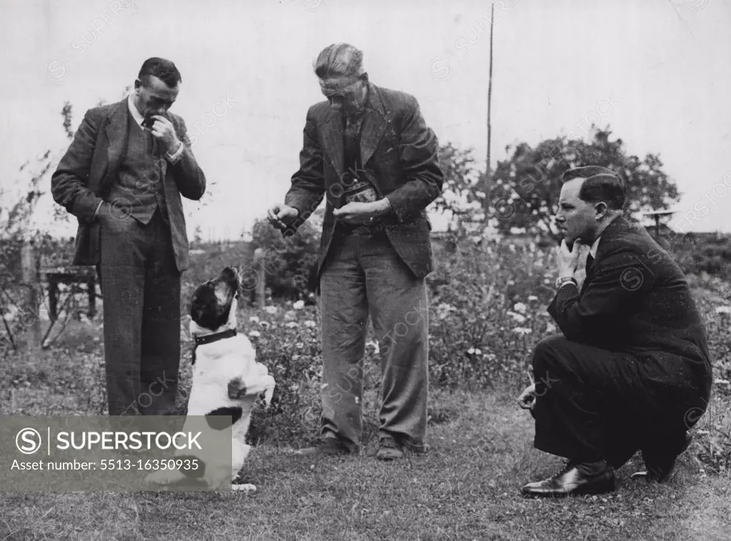 Ben - The Talking Dog - Ben - the talking dog - smooth haired fox terrier pet of Mr. Brissenden of Green Street, Royston Herts. Ben has caused a stir in dogs scientific circles by his ability to distinctly pronounce words. He says the sentence "I want one" quite clearly. Two of Britains leading veterinary surgeons, Professor Miller of the Royal veterinary College and Dr. W. R. Wooldridge scientific director for the Veterinary Educational Trust, went to Royston to hear Ben "talk". They heard Ben say his piece, were satisfied, astonished and admitted that the dog did "talk. August 22, 1946. 