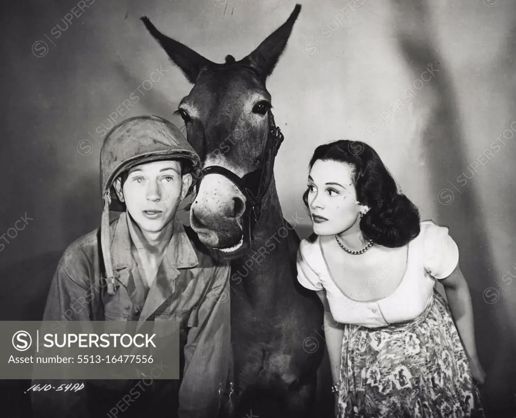 Francis Francis, the talking mule, has the largest part ever attempted by any studio with Donald O'Connor and Patricia Medina in Universal-International's "Francis." This is the story of a G.I. and a mule that saves an entire battalion during the Burma campaign. October 20, 1953. (Photo by Universal-International).