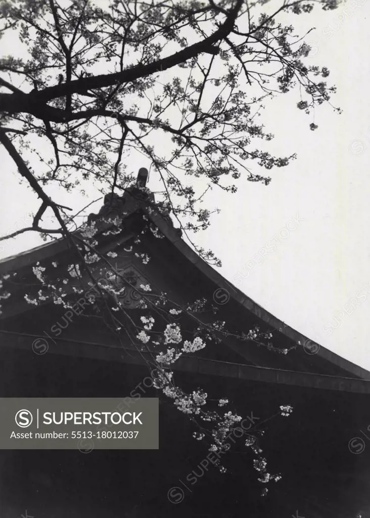 Thousands of cherry trees in blossom in Ueno Park and Ueno Park Zoo, Tokyo. May 29, 1933. (Photo by "The Shimbun Rengo"). 