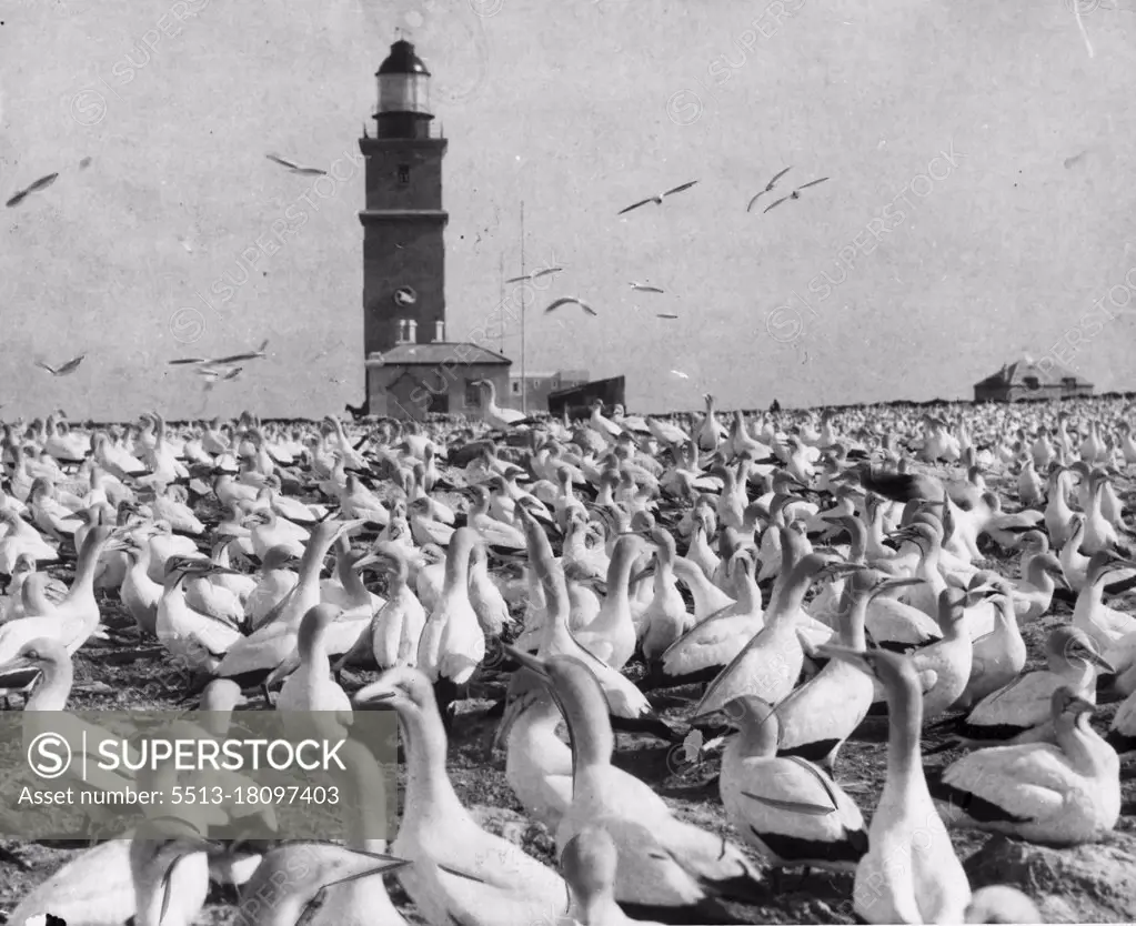 where Thousands Of Birds Find A Nesting Place.Bird Island,  port Elizabeth South Africa... Photo shows a view of some of the countless thousands of bird of all bright  plumages who annually nest on bird Island during the mating season. This Island is located but 34 miles out of port Elizabeth keepers on the island see other people from the mainland but once a month. September 10, 1928. (Photo by M. G. M News Photo)