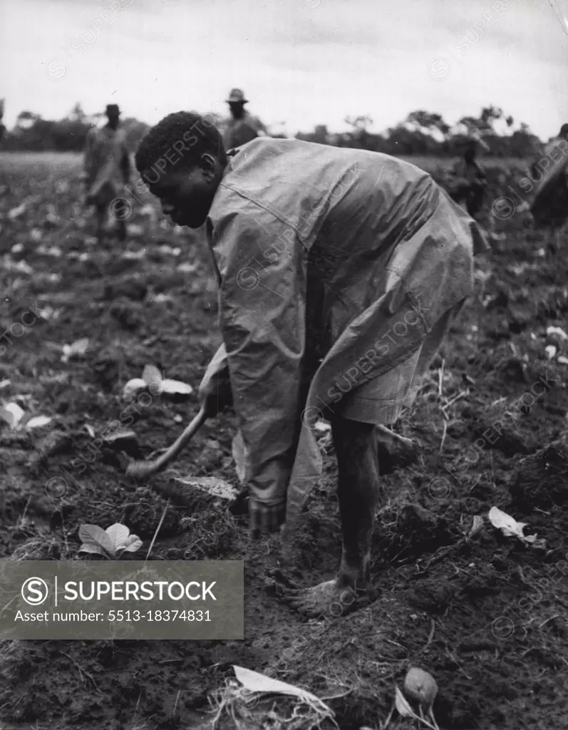 Mcherengi-Life On A Southern Rhodesian Farm -- All available labour, men, women and piccaninnies help with the planting, Here is a small boy. February 27, 1952. (Photo by Violet Northcott, Camera Press).