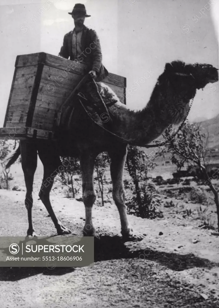 Daily Life In The Canary Islands: The Draft Camel -- A camel, carrying a load of fruit from the interior to the port, in the Canary Islands.The natives of the Canary Islands use camels a great deal for all domestic and farming purposes. These sturdy and docile beasts are particularly useful for the transport of fruit in special containers from the interior of the islands to the ports. January 1, 1946.