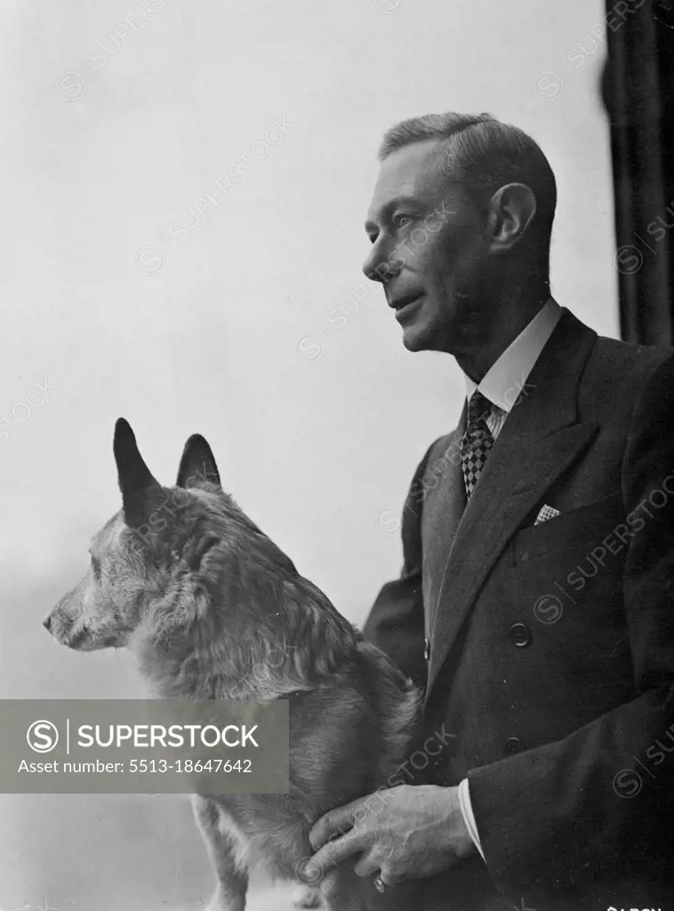 His Majesty King George VI Royal Silver Wedding Photograph -- His Majesty the King looking out over the lawns, from a window of the blue drawing room on the firs floor of Buckingham Palace. With the King is his Corgi dog called "Crackers". April 20 1948. (Photo by Baron, Camera Press).