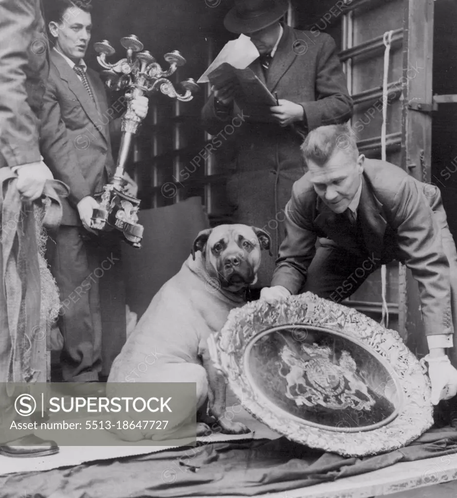 Beware, 'Danny' is on Royal Guard:Watchdog Dingaan Simba - better known as Danny - keeps a close eye on the priceless royal plate being unloaded from a lorry outside London's Victoria and Albert Museum after the journey from Buckingham Palace. The three-year-old bull mastiff is owned by Mr. Alex Sinclair, 40, who was born in Scotland. Danny accompanied the plate on the trip - just in case someone had ideas about stealing the valuable cargo which is destined for the museum exhibition which opens on February 19. Danny, as gentle as lamb when he's among friends, serves as guard dog with a firm that specialises in handling valuable shipments. January 14, 1954.