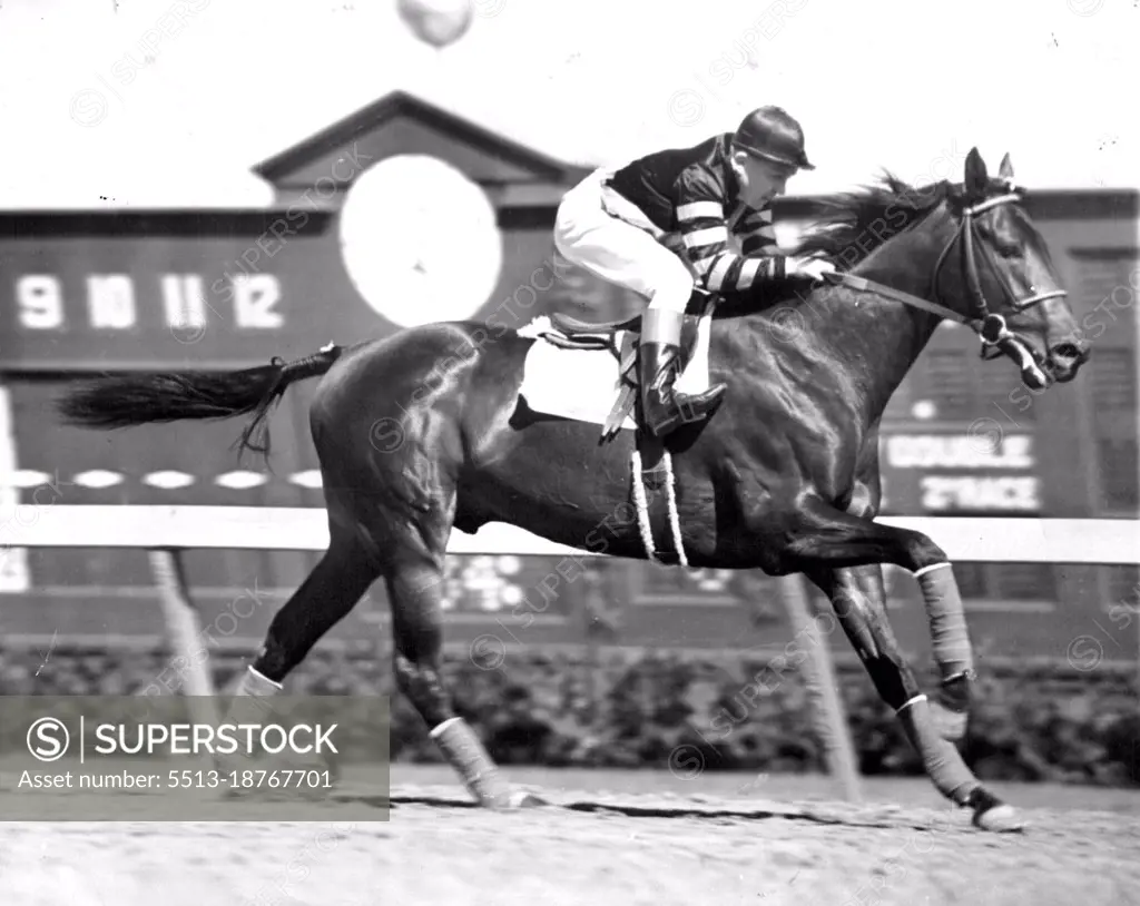 Grandson Of Man O'WarWar admiral, great grandson of Man O'War, kicks up his heels as he goes to post at Hialeah Park in 1938.War Admiral, one of the most outstanding descendants of Man O'War kicks up his heels as he warms up before a race at Hialeah Park. June 1, 1947. (Photo by Associated Press Photo).