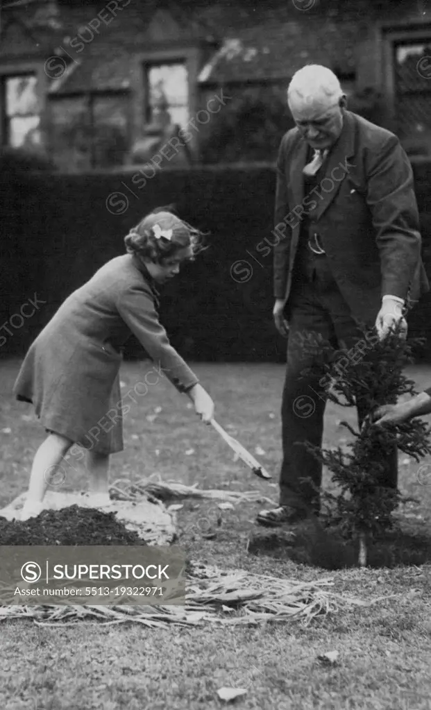 Royal Princesses Plant Yew Trees At Glamis Castle -- Princess Margaret Rose planting the smaller of the two trees were planted, Her sister planted a larger tree beforehand.The Royal Princesses, Elizabeth and Margaret Rose, planted yew trees at Clamis castle, Forfarshire yesterday to commemorate the Coronation year. October 17, 1938. (Photo by Topical Press).