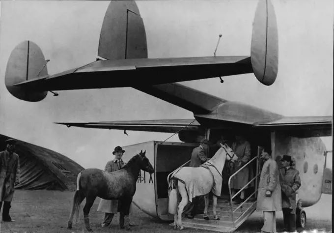 Many horses in England now travel by air in a Miles Aerovan, converted for the purposes. Here two ponies enter the Aerovan. October 7, 1946.