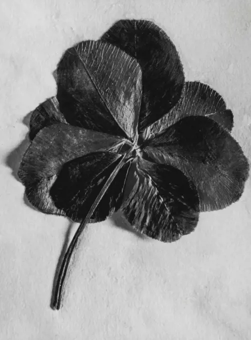 Clover - Flower. October 25, 1943.