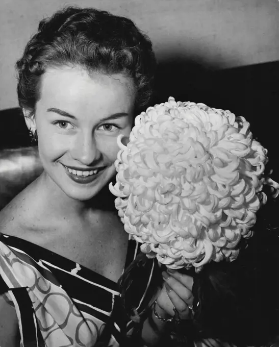 Champion. Lydia Kennedy, 19, of Penshurst, admires an outsize chrysanthemum at a David ***** Jones' exhibition.The bloom, grown by T. A. Jones at Hobart, won the grand championship ***** at the exhibition. It is nine inches across. April 29, 1955.