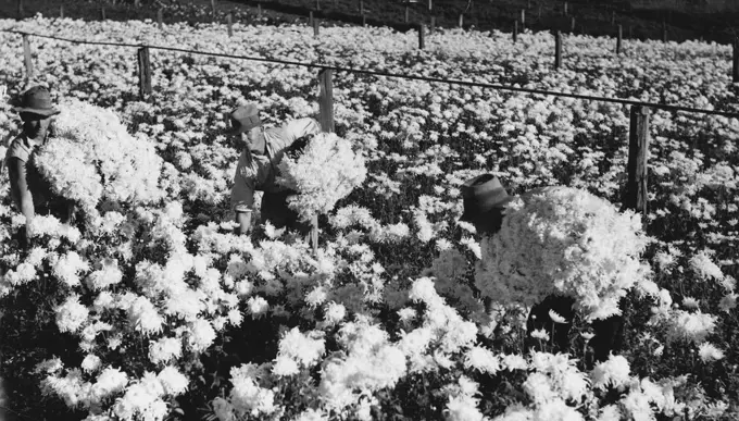 ***** white chrysanthemums being ***** at ***** for mothers day. May 29, 1939.