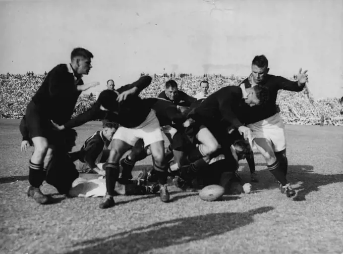 All Blacks in Durban - Wilcox, New Zealand forward, barges his way through a loose scrum during the Match between the all Blacks and the South African Springboks in Durban September 3. Springboks won by 9 points to 3. September 20, 1949. (Photo by Associated Press Photo).