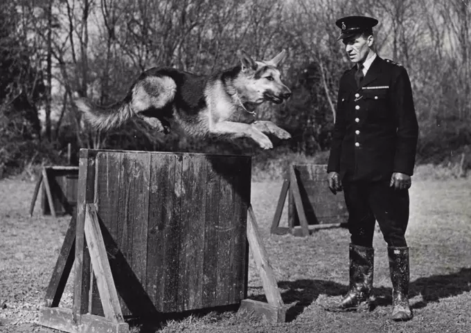 A Canine "Cop" -- "Harvey" a magnificent Alsatian seen being put through his paces at the Keston Training School, while his handler P.C. Brown of Uxbridge, looks on approvingly. On his first duty, Harvey made an arrest and now has four to his credit. One answer to the shortage of manpower in the Metropolitan Police Force, is the employment of dogpower - and answer which has given every satisfaction. These now famous police dogs perform a variety of duties, their main job being to detect and detain criminals, but they are also trained for security work, and to assist their handlers on ordinary beat duties, in the recovery of stolen property, Anti-Hooliganism and also, by their more presence in an area, as a deterrent to crime. March 08, 1955. (Photo by Fox Photos).