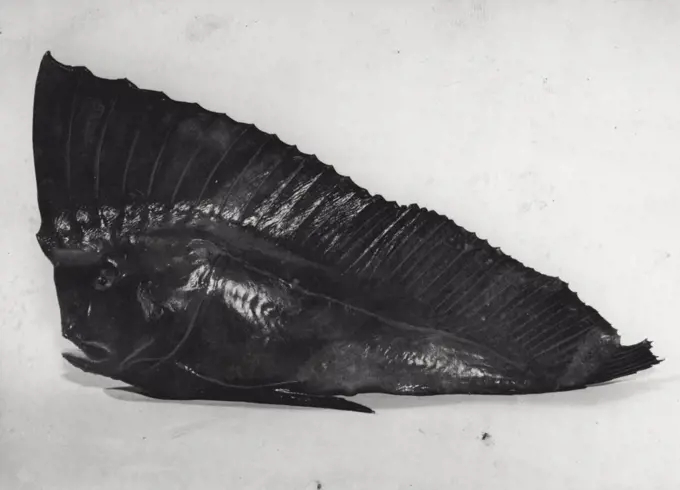 Queer Fish : This Red Indian fish, about eight inches long and colored maroon, was caught at Forster and sent to Mr. Tom Cusack, at the City Fish Markets. It lives among weeds at the bottom of the ocean and is rarely seen. The Red Indian fish produces its young alive. June 28, 1944.