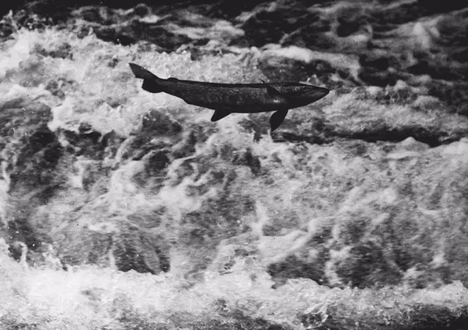 Leaping Salmon In Hampshire River On Way To Breeding Grounds : A salmon caught by the camera as it leaped through the foaming waters to clear a weir near Romsey, Hampshire, during the annual migration up the river test to the breeding grounds. The brickwork at the weir has been specially padded with sacking to prevent injury to the hundreds of fish which hurl themselves over the obstacle. November 04, 1937. (Photo by Kosmos Press Bureau (Aust.)).