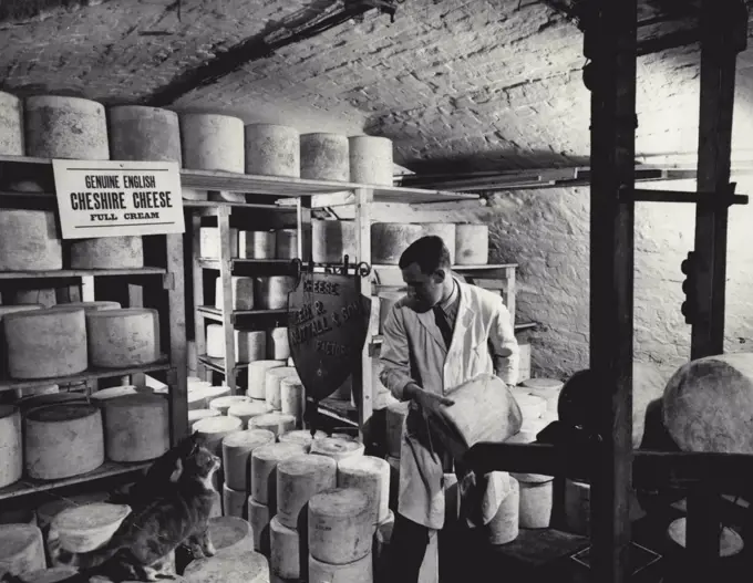 In the cool cellars underneath the city of Chester's "Rows" of ***** timbered buildings are stacked the rich cheeses for which Cheshire is famous. A distinctive pinkish-apricot colour, this cheese is much prized by the connoisseur. June 26, 1924. (Photo by The British Travel & Holidays Association).