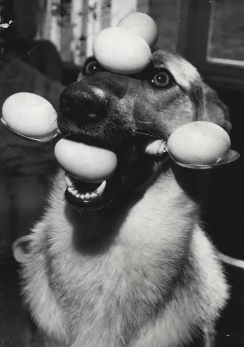 Recipe For A Party Treat: Take half a dozen eggs, two spoons and a cute young Alsatian called Lindy Lou. Do not break the eggs; do not beat Lindy Lou - just soften her with kind words. Next, place two eggs in ***** mouth (look again - there are two). Gently now, insert the spoons in her mouth between those two eggs and you have something like a yoke; Get rid of two more eggs at this stage. That leaves you with the last two eggs - and this is when success goes to Lindy Lou's forehead. To make the trick a real smasher you could now ask Lindy to bark. But her master, Ron Hodges, of Penryn, Cornwall ***** does. November 22, 1955. (Photo by Daily Mirror).