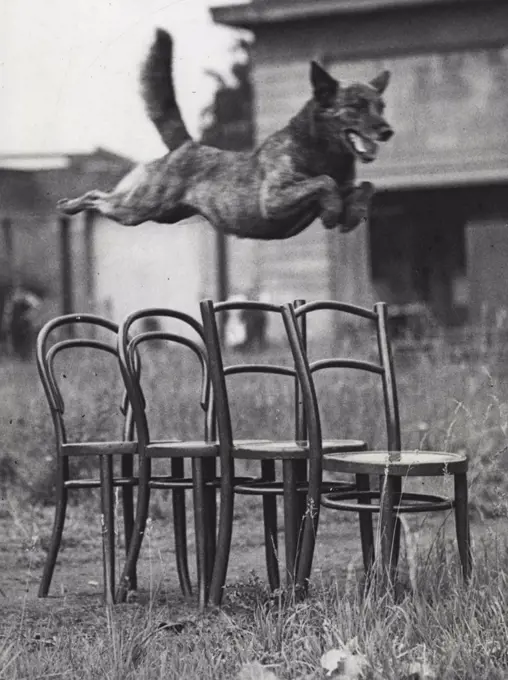 Dogs - Animals - Performing. August 19, 1936.