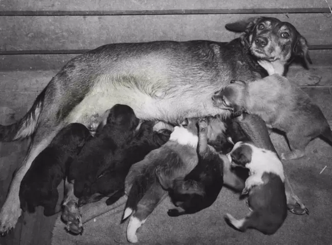 An appeal for a foster-mother for the pups was successful and found the orphans three fester brothers into the bargain. Pictured here is the meal-time congestion as they line up with their foster brothers (the light-coloured pups). Fester mother is eight-year-old mix-breed Bonnie. March 27, 1952. 