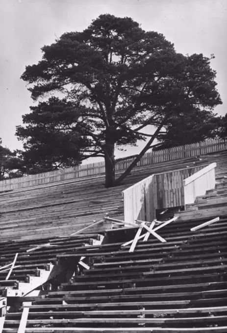 Tree Gets Grand Stand View Of Olympics : The Grand stand at Helsinki swimming pool, where the tree will be an honoured "Spectator" of the Olympics.When architects were planning the grand stand at Helsinki swimming pool, where Olympic contests will be held, a large tree presented a problem. It stood right where they wanted to build. But cutting down a tree is a sad business, so the architects decided to build round it. July 14, 1952. (Photo by Paul Popper).