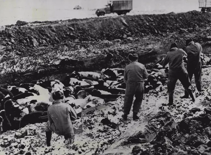 Mounties Shoot Canadian Foot-And-Mouth Cattle -- Men of the Royal Canadian Mounted Police photographed picking off some of the cattle with rifles, in their burial pits in the Regina area.A disastrous outbreak of foot and mouth disease has hit the Regina, Saskatchenan area of Western Canada. Hundreds of cattle are being slaughtered daily, shot by 'Mounties', and buried in slaked lime pits. It is believed that the disease was brought to Canada by a German immigrant. March 6, 1952. (Photo by Fox Photos).